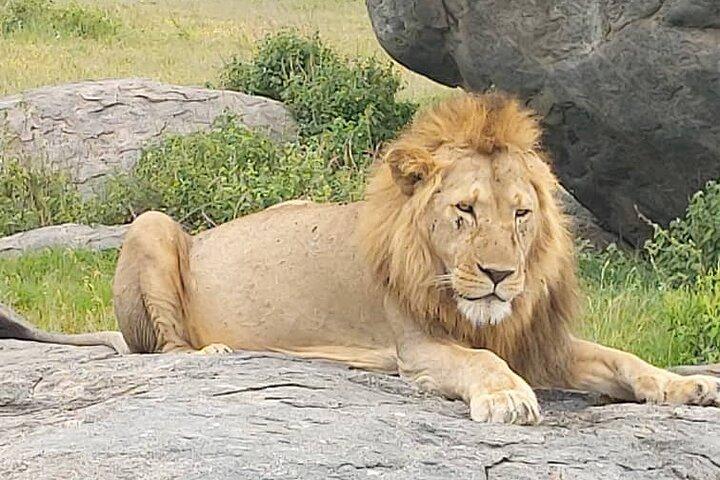 10 Days Private Safari Tour in Tanzania
