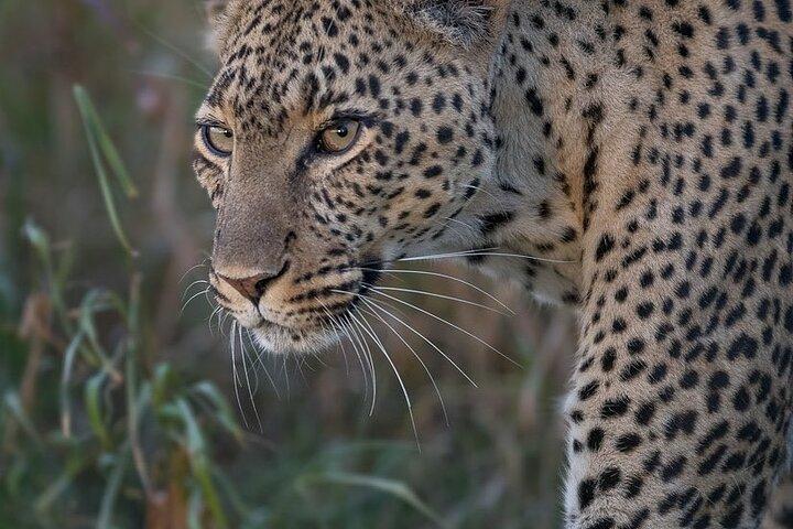 10 Days Private Safari Tour in Tanzania