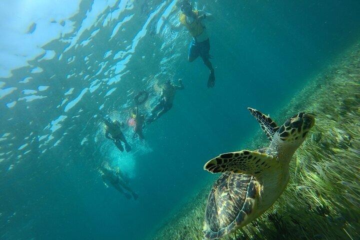 Cancun Snorkeling Adventure: Turtles, Reefs & Underwater Wonders