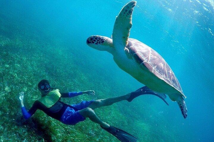 Cancun Snorkeling Adventure: Turtles, Reefs & Underwater Wonders