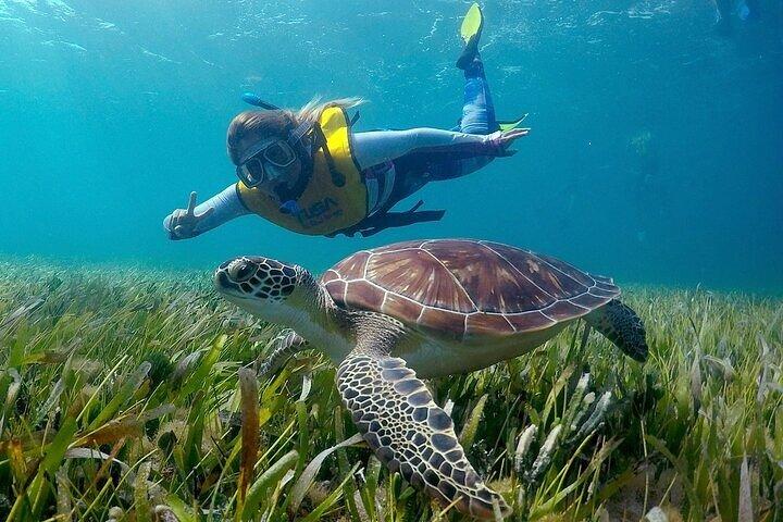 Cancun Snorkeling Adventure: Turtles, Reefs & Underwater Wonders