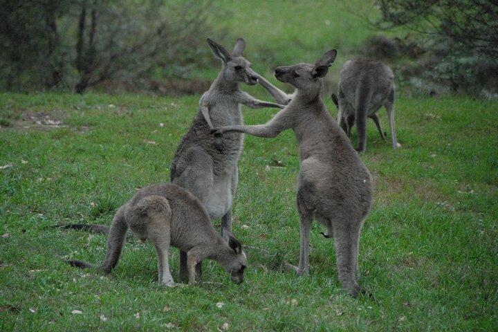 Sydney and Blue Mountains in One Day Truly Private Tour