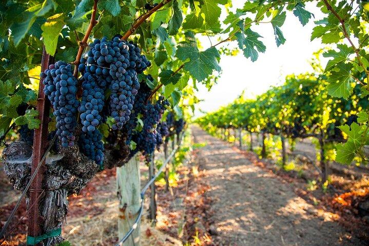Full-Day Private Lake Balaton Wine Tour Experience from Budapest
