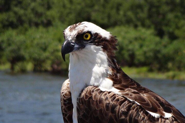 Crystal River Boat Tour