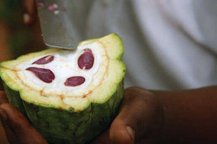 Half Day Private Guided Tour in Zanzibar to Spice Farm