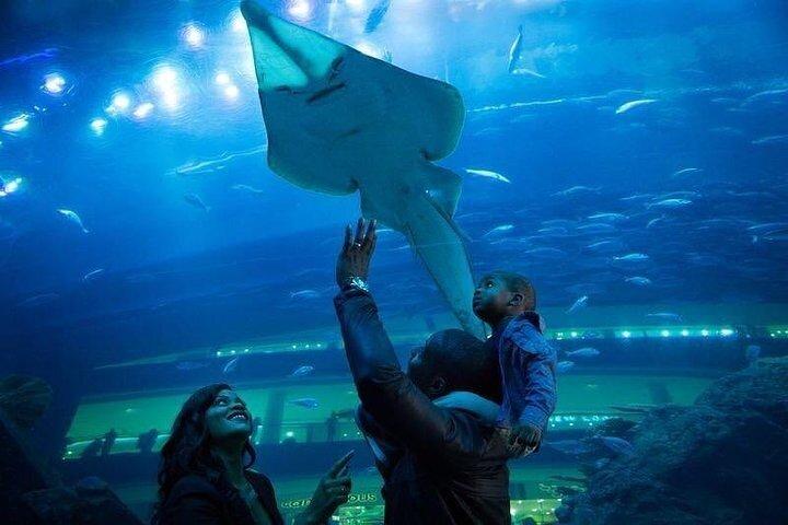 Dubai Aquarium underater zoo penguin cove with optional transport