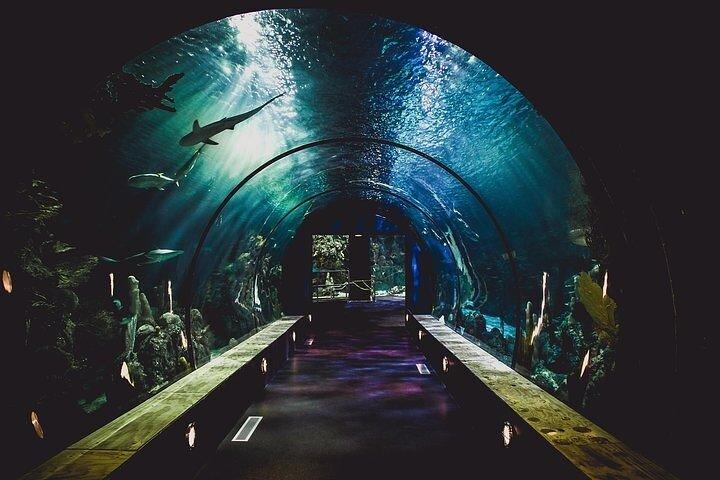 Dubai Aquarium underater zoo penguin cove with optional transport
