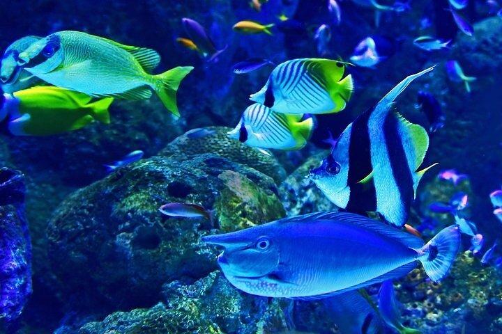 Dubai Aquarium underater zoo penguin cove with optional transport