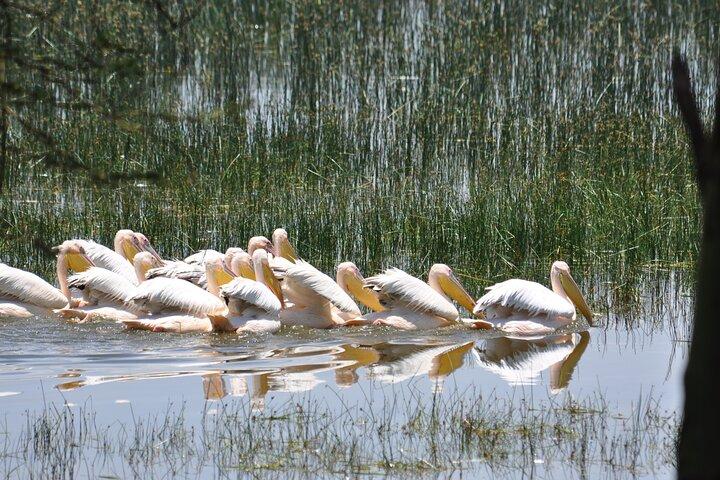 Full Day Private Tour to Lake Nakuru National Park