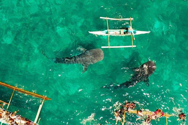 Oslob Whale Sharks and Moalboal Sardine Run, Sea Turtles Tour
