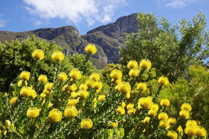 Kirstenbosch Garden, Bo-Kaap-Penguins & Cape of Good Hope Tour