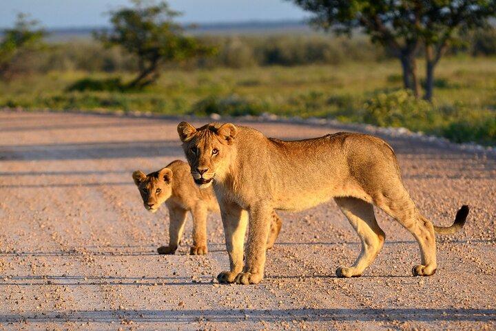 Private Safari in Tarangire National Park