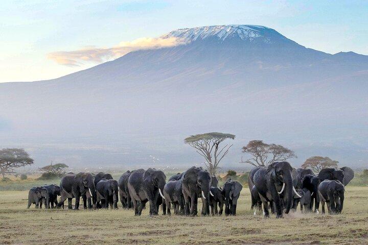 Full Day, Small Group Guided Tour to Amboseli National Park