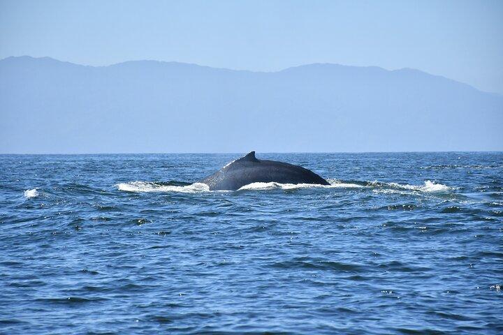 Whale Watching Guaranteed Experience in Puerto Vallarta