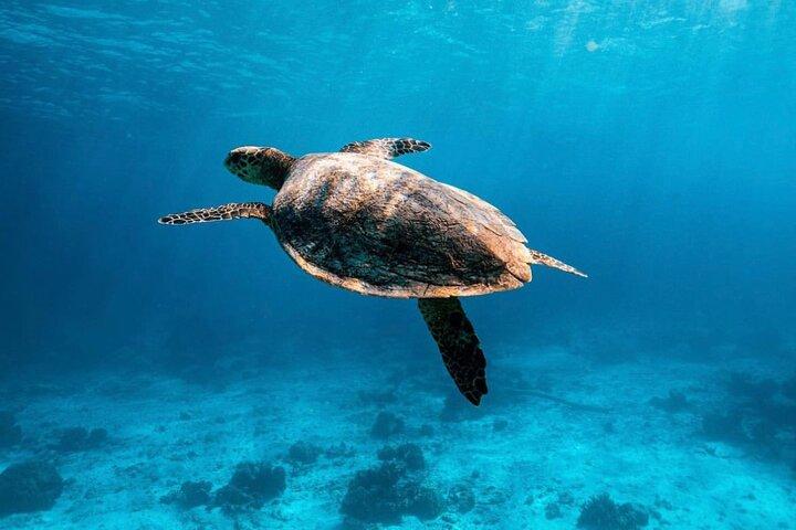 2x Snorkelling Phi Phi, Maiton, Maya Bay, khai islands tour