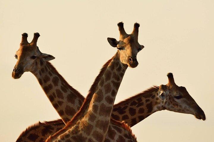Giraffe Center Karen Blixen and Museum of Illusion Guided Tour