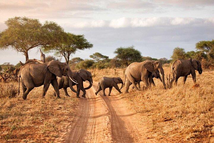 4 Day Serengeti Luxury Tented Safari from Arusha