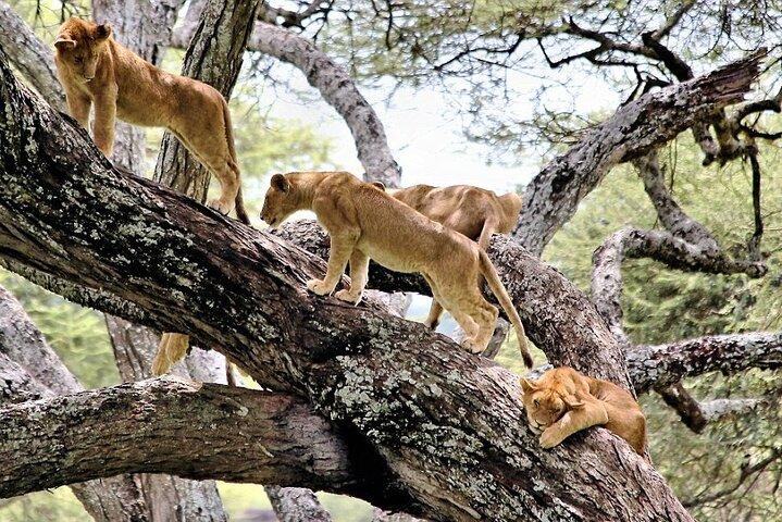 14 Days Kenya And Tanzania Big 5 Wildlife Safari From Nairobi