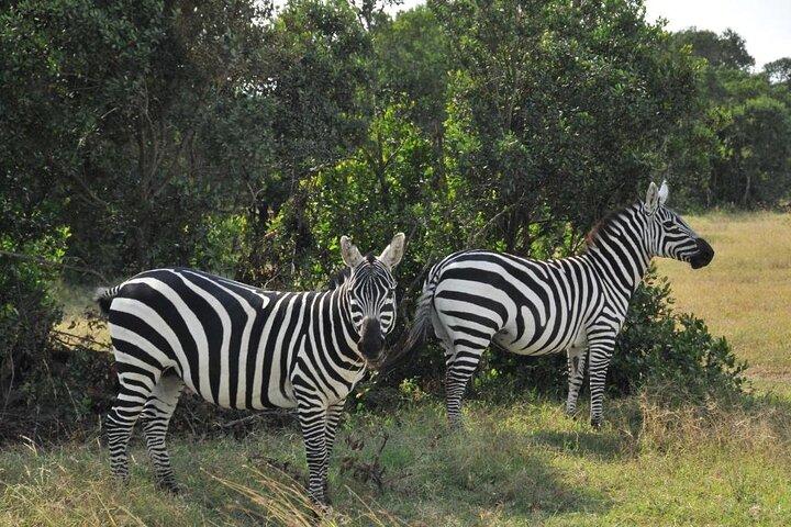 Overninght Tour to Masai Mara Reserve