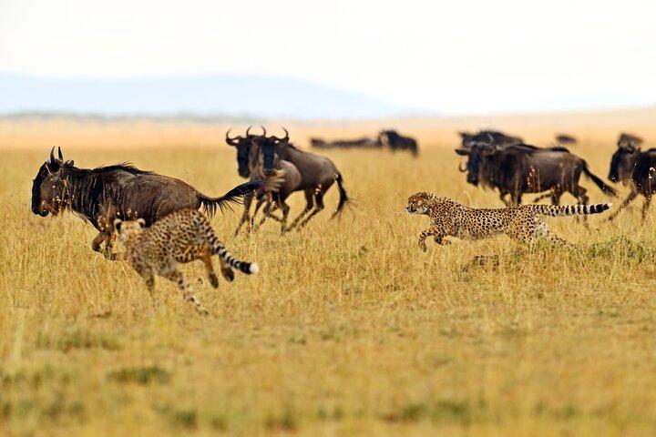 Private Safari in Tarangire National Park