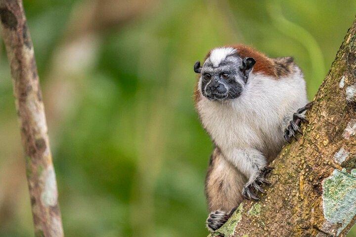 Private Panama Canal Boat + Wildlife Search
