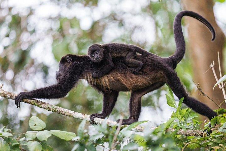 Private Panama Canal Boat + Wildlife Search