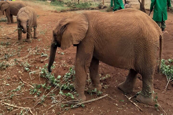 Giraffe Centre and Elephant Orphanage Guided Tour In Nairobi.