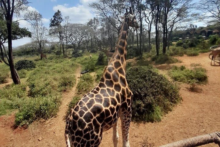 Giraffe Centre and Elephant Orphanage Guided Tour In Nairobi.