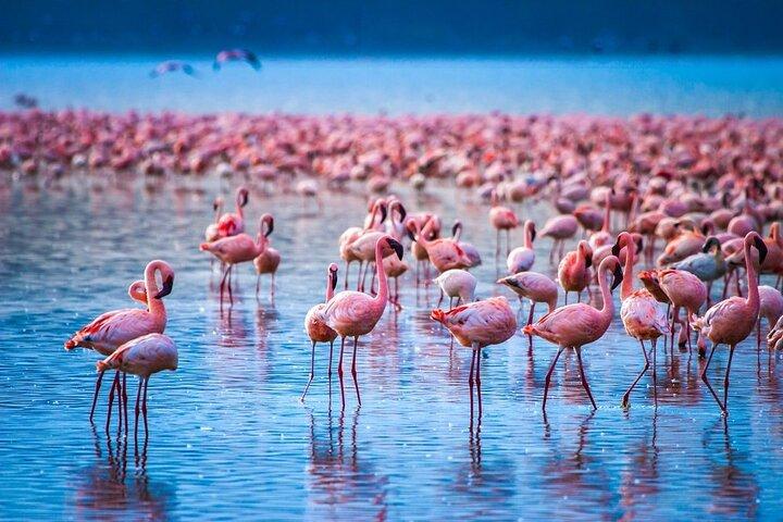 Overnight Safari to Lake Nakuru And Hell's Gate Park