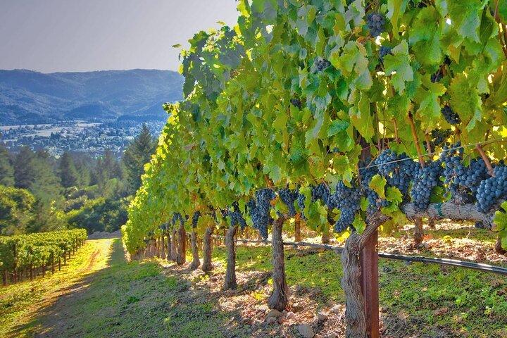 Private Lisbon Arrabida Wine Tour: Food & Wines, Mountain and Sea