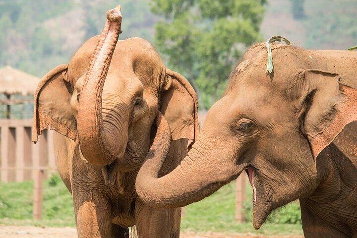 9 Day's Migration Safari