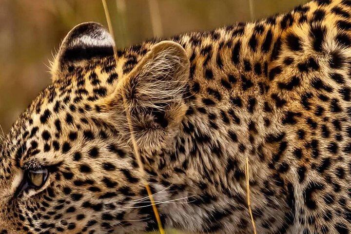 Elephant Special Serengeti & Ngorongoro Crater 5 Days / 4 Nights