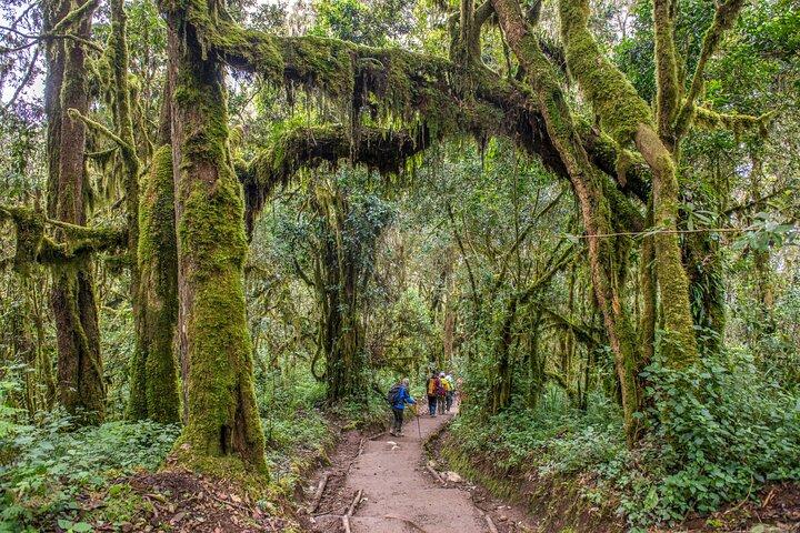 Private 1 Day Hike in Kilimanjaro Mountain