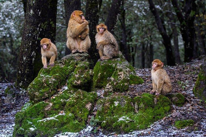 Middle Atlas Mountains, Cedar Forest and Azrou Day Trip from Fez