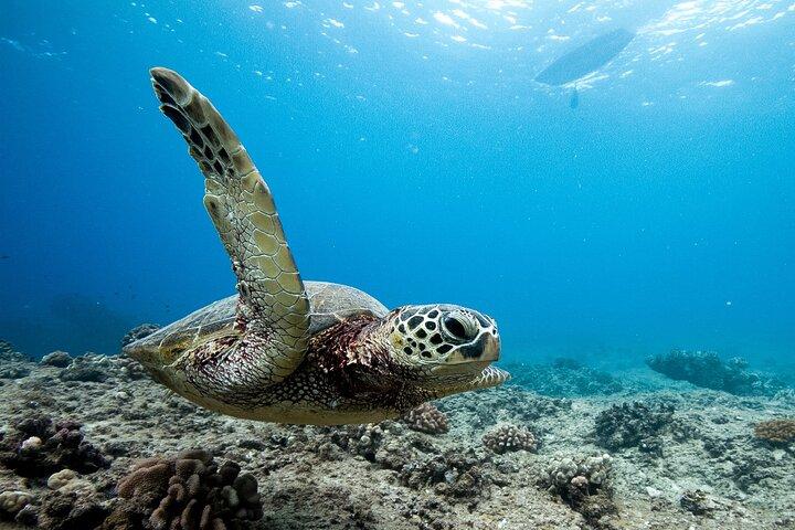 Swim With Dolphins & Turtles in West Oahu (Semi-Private Tours)