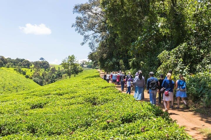 Nairobi to Kiambethu Tea Farm Tour