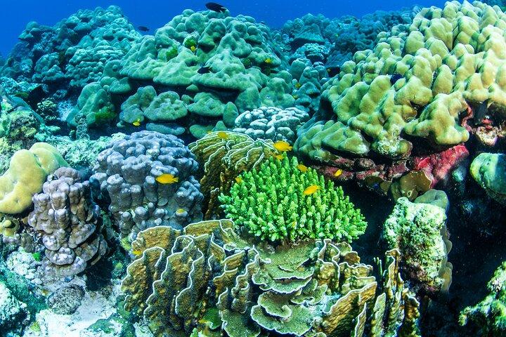 Scuba Diving Daytrip to Racha Yai Island