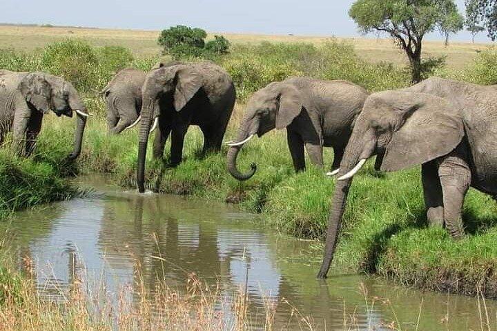 3 Day Private Ol Pejeta Safari with a Farming Trip