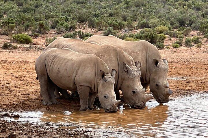 Big Five Safari Experience Near Cape Town ,South Africa