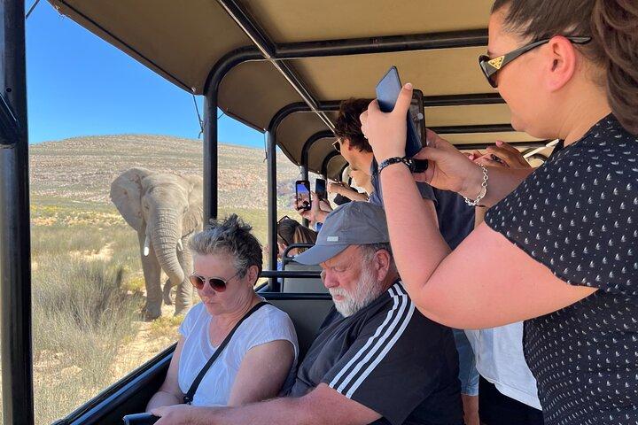 Big Five Safari Experience Near Cape Town ,South Africa