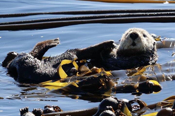 Victoria Whale Watching Tour by Zodiac