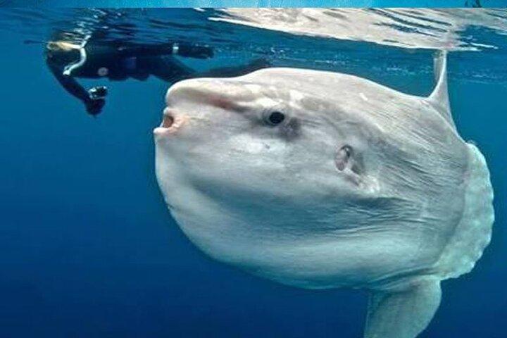 Snorkeling Trips with Manta Ray from Nusa Lembongan