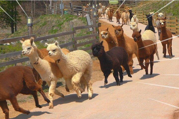 Alpaca World & Nami Island Private Tour