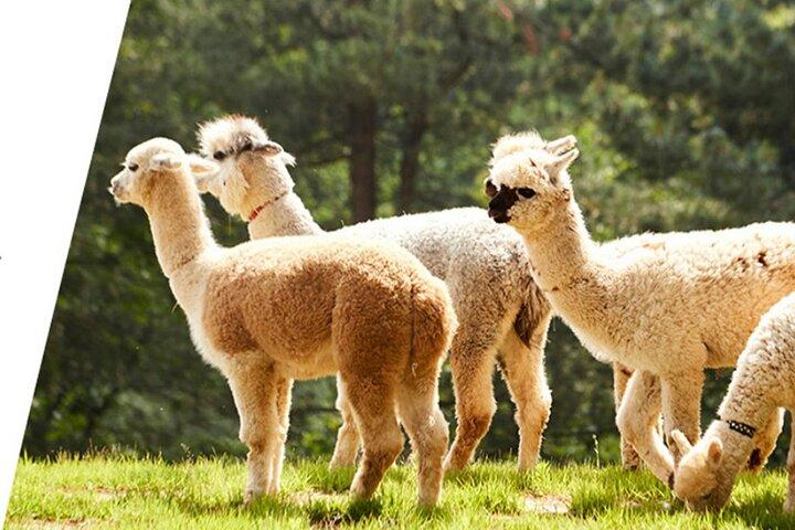 Alpaca World & Nami Island Private Tour