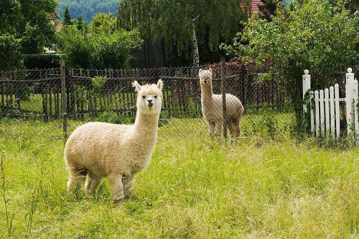 Alpaca World & Nami Island Private Tour