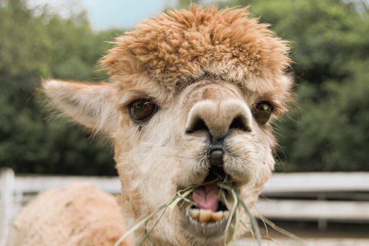 Alpaca World & Nami Island Private Tour