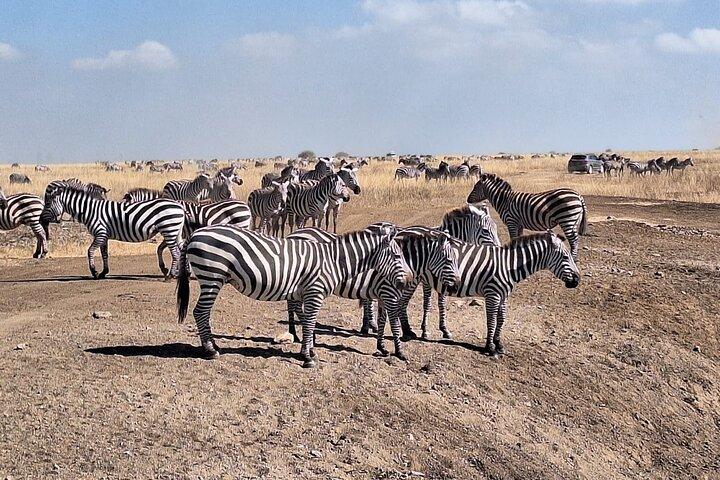 Nairobi National Park, Elephant Orphanage and Giraffe Centre