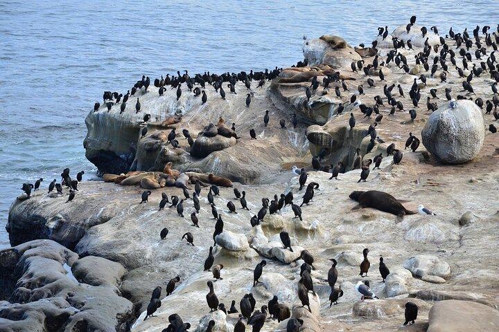 La Jolla Coast & Cove Self-Guided Audio Walking Tour
