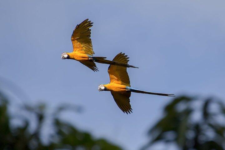 Horseback Ride to Colombia's Only Macaw & Parrot Sanctuary