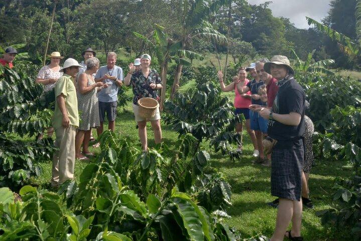 Cultural: Coffee & Chocolate Tour + Wildlife Watching